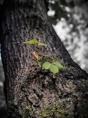 green moss on tree