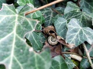 Skorupa ślimaka z jesiennymi liśćmi ukryta w bluszczu