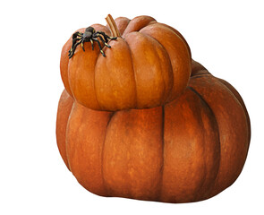 Obraz premium pumpkin isolated on white