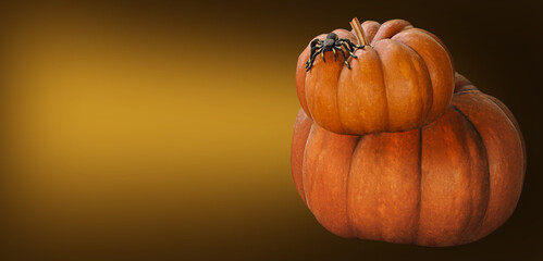 halloween pumpkin on a black background