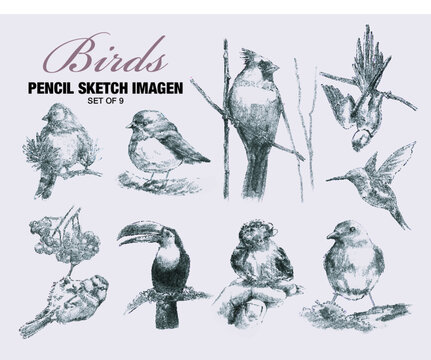 Birds Sketh