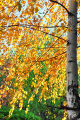 Vibrant view of sunny autumn birch trees