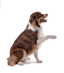 Portrait of an Australian Shepherd sitting and pawing