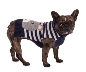 Portrait of a French Bulldog with jumper