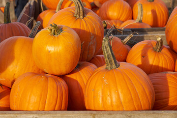 Halloween pumpkins in wooden boxes on the market.