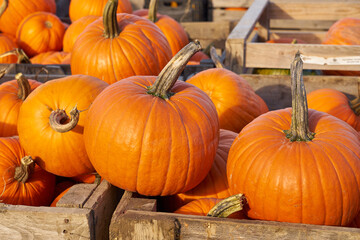 Halloween pumpkins in wooden boxes on the market.