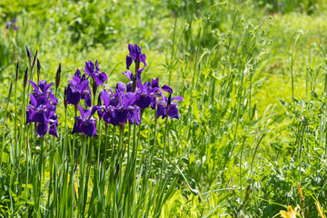 Iris sibirica Niklassee Blüte