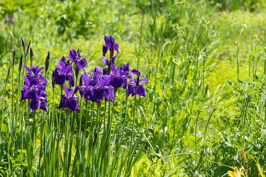Iris sibirica Niklassee Bl&uuml;te