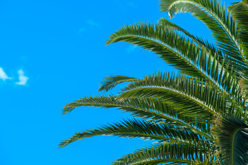 Fototapeta na wymiar Tropical background with palm trees and summer sky. Holiday travel concept 
