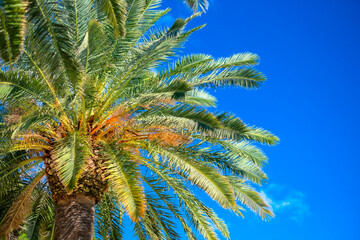 Fototapeta premium Tropical background with palm trees and summer sky. Holiday travel concept 