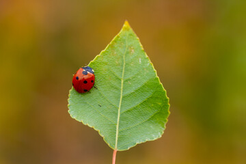 Red ladybug on green leaf