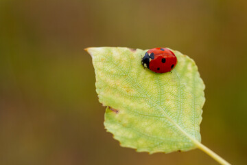 Red ladybug on green leaf