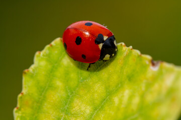 Red ladybug on green leaf