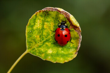 Red ladybug on green leaf