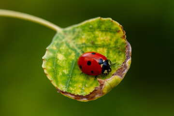 Red ladybug on green leaf