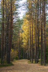 Autumn morning in forest: trail between pines and yellow trees covered with october leaves. Empty countryside road in sunny day. Fall coming to woods. Misty forest pathway. Seasonal nature beauty