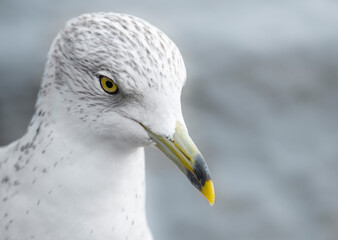 close up of a seagull