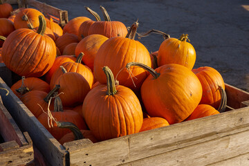 Halloween pumpkins in wooden boxes on the market.