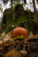 little orange pumpkin near the stump with the autumn leaves