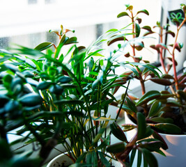 Plants at the window