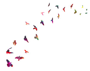 Colorful flying birds. Birds migrating to the south. Vector illustration