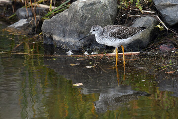 Greater Yellowlegs on the shore of a marsh, with water reflection