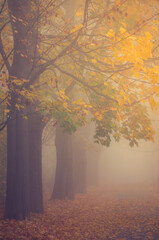 Autumn foggy colorful tree alley in the park on a misty day in Krakow, Poland