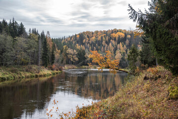 Fototapeta na wymiar Beautiful autumn landscape on Gauja river with bright colorful foliage on overcast autumn day.