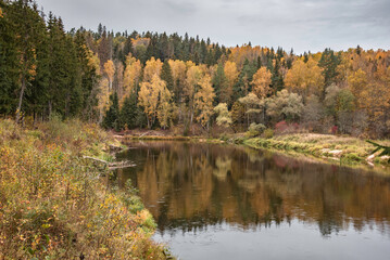 Beautiful autumn landscape on Gauja river with bright colorful foliage on overcast autumn day.