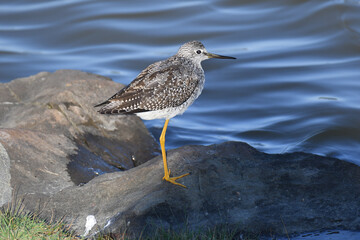 Greater Yellowlegs standing on one leg on a rock on the shore of a marsh