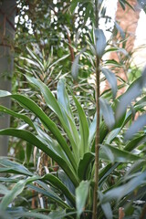 Fototapeta premium plantes