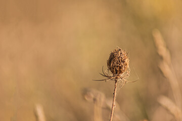 Close-up of a dry flower isolated on a golden background. Copy space.