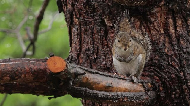 Grey Squirrel