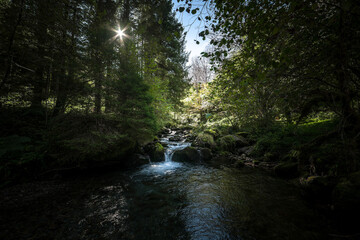 Obraz premium stream in the autumn forest