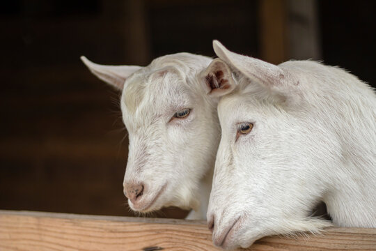 Two white goats of the Zaanen breed in the barn. Home farm. Concept: village, agriculture, animal husbandry.