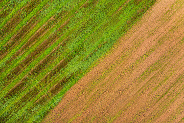 fresh young grass has grown to the floor. top view
