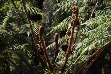 An iconic New Zealand native tree fern with spreading fronds and koru elements