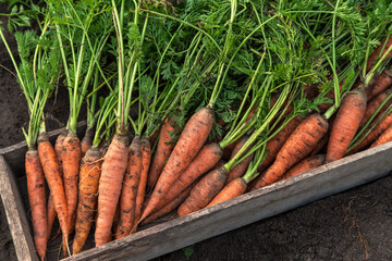 Carrot autumn harvest in wooden box on soil in garden close up. Fresh raw organic carrots vegetables