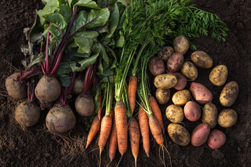Autumn harvest of fresh raw carrot, beetroot and potatoes on soil in garden, top view. Organic vegetables background