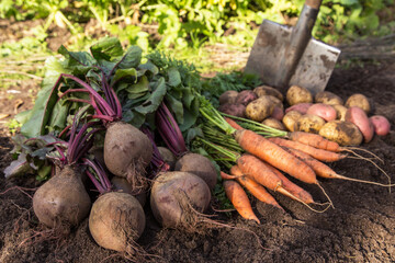 Autumn harvest of fresh raw carrot, beetroot and potatoes on soil in garden in sunlight. Harvesting organic fall vegetables