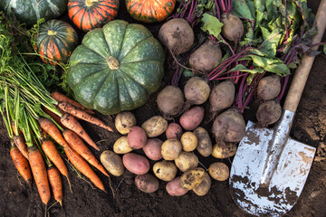 Autumn harvest of fresh raw carrot, beetroot, pumpkin, potatoes and shovel on soil ground in garden. Organic vegetables background
