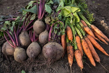 Organic vegetables harvest close up. Bunch of freshly harvested beetroot and carrot on soil ground in garden