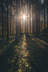 Obraz premium sunrays through the trees in the autumn forest