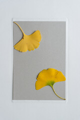 ginkgo leaves on paper