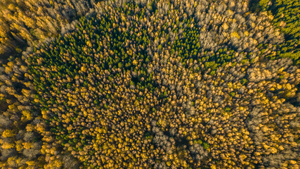 Aerial photography of a forest in autumn, top view. Natural background, texture