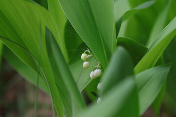 Blooming forest lilies of the valley.