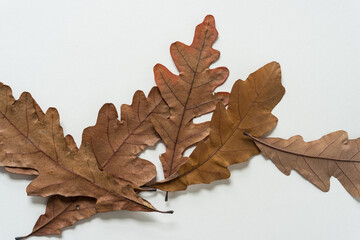 autumn oak leaves isolated on white paper