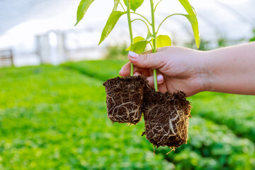 Pepper seedlings with a healthy root system. The girl holds a young pepper seedling in her hand.
