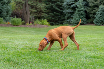 Young Vizsla hunting dog sniffing the ground.  Grass and trees are green, dog is red-ish color.  Pup is in the family back yard.