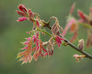 Close-up of red oak leaves unfurling in early spring